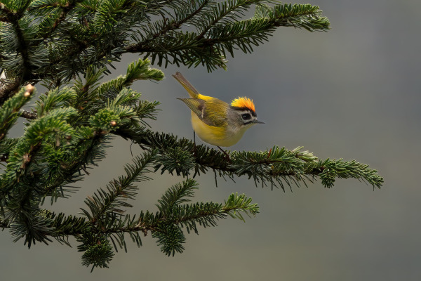 Sulu Fantail