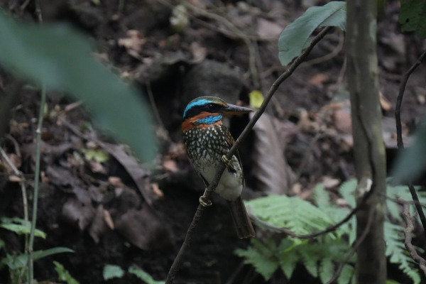 Sulu Hornbill