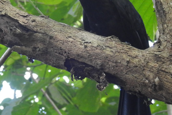 Sulu Hornbill