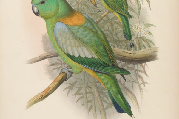 Sulu Racquet-tail