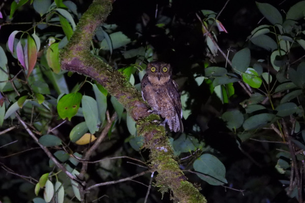 Sulu Scops Owl