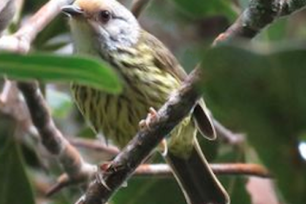 Sulu White-eye