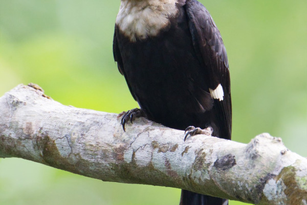 Sumatran Treepie