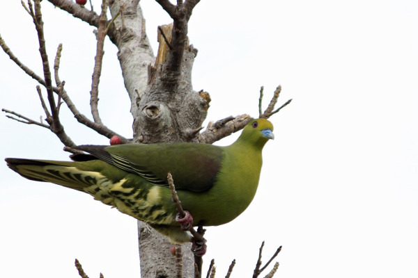 Sumba Green Pigeon