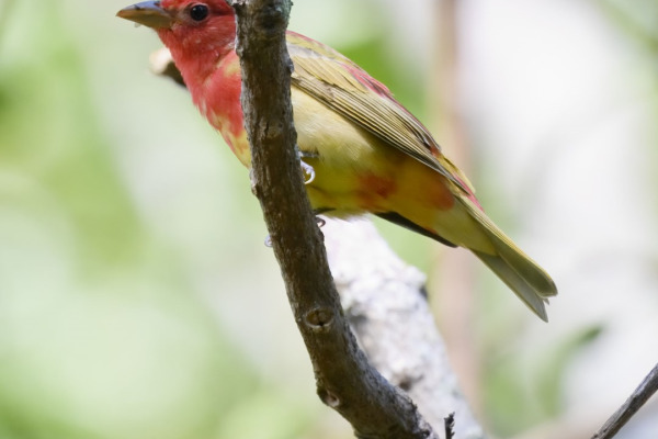 Summer Tanager