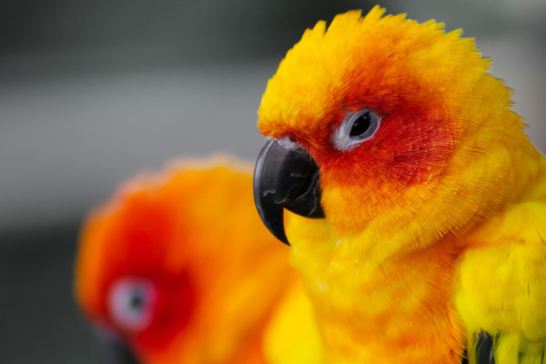 Sun Parakeet