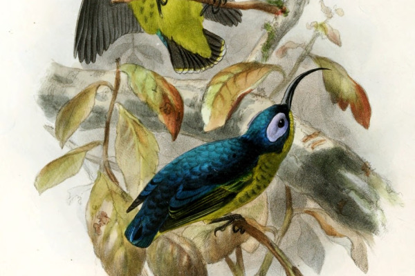 Sunbird Asity