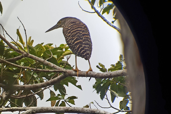 Sunbittern