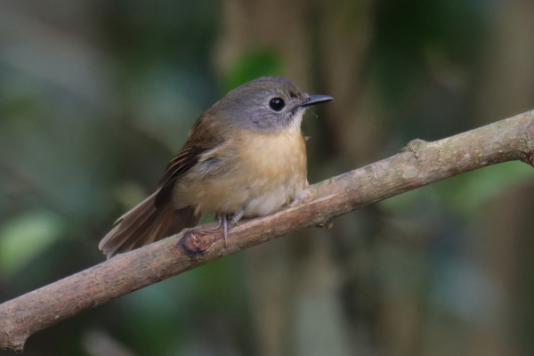 Sunda Blue Flycatcher