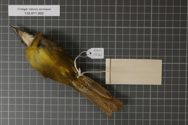 Sunda Bulbul