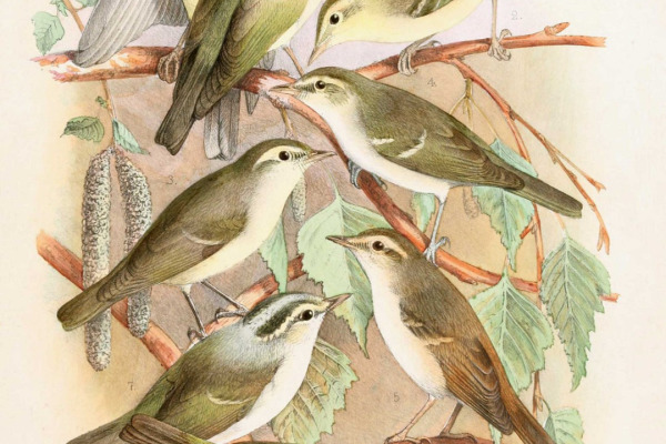 Sunda Bush Warbler