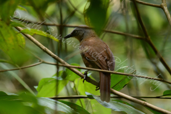 Sunda Bush Warbler