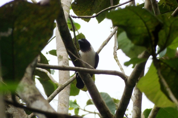 Sunda Crow