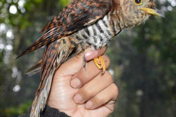 Sunda Cuckoo