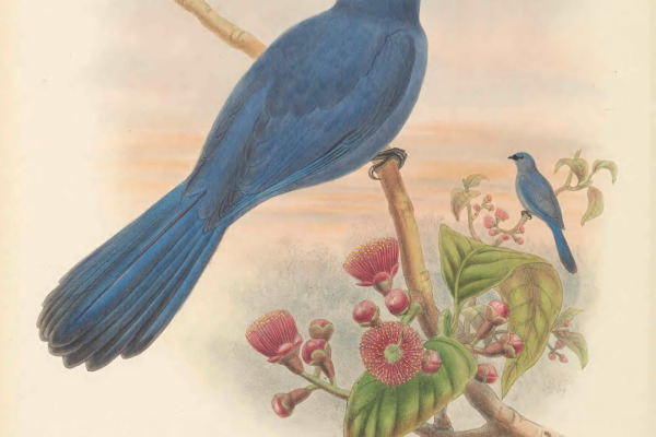 Sunda Cuckooshrike