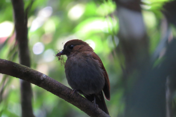 Sunda Fulvetta