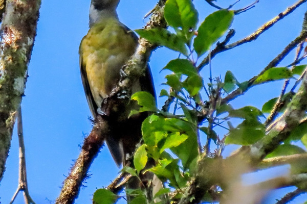 Sunda Golden Oriole