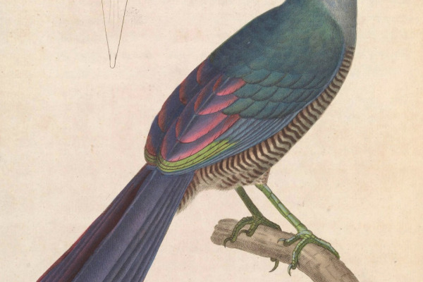 Sunda Ground Cuckoo