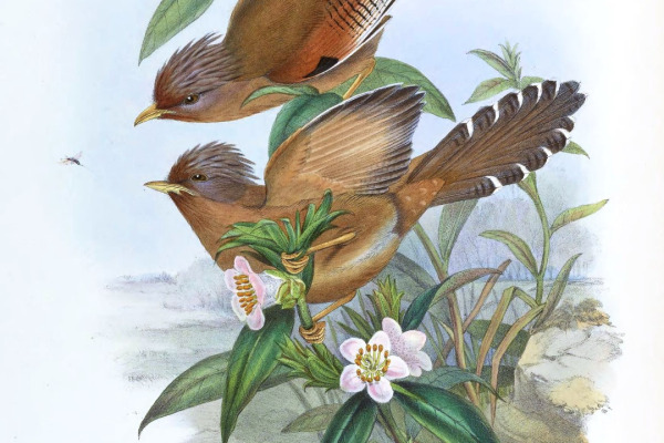 Sunda Laughingthrush