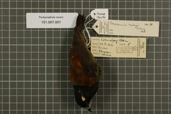 Sunda Laughingthrush