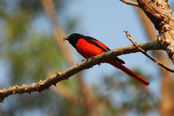 Sunda Minivet