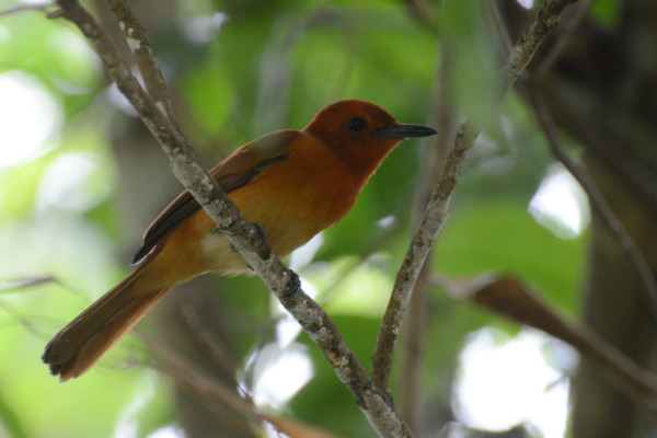Sunda Paradise Flycatcher