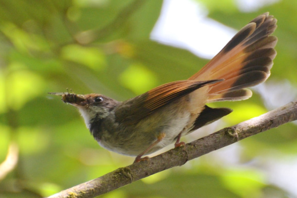 Sunda Pied Fantail