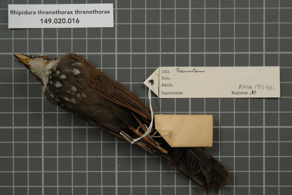 Sunda Pied Fantail
