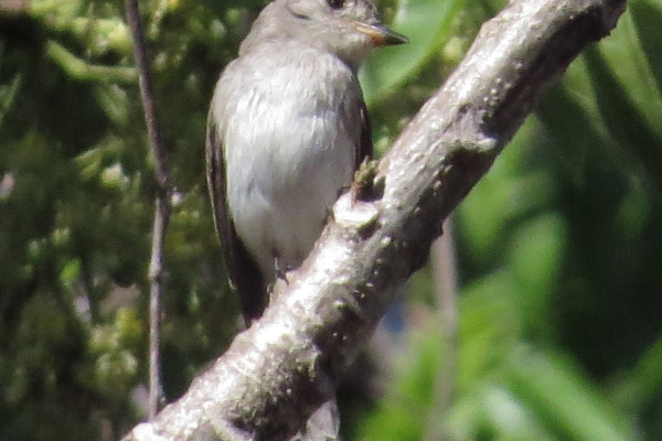 Sunda Pied Flycatcher