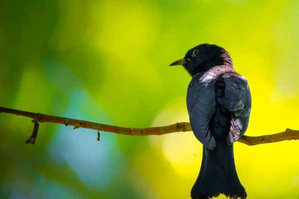 Sunda Pygmy Cuckoo