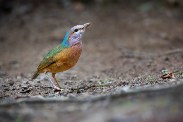 Sunda Robin