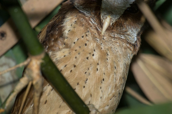Sunda Scops Owl