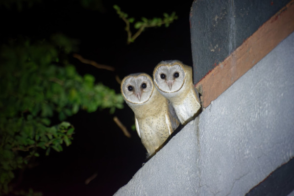 Sunda Scops Owl