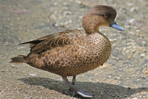 Sunda Teal