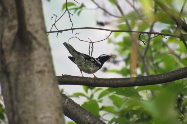 Sunda Thrush