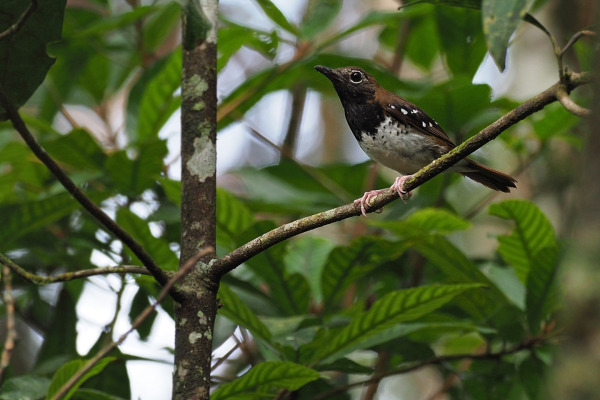 Sunda Thrush