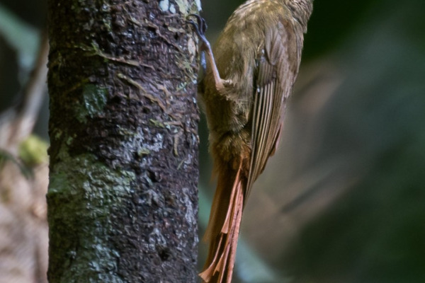Sunda Treecreeper