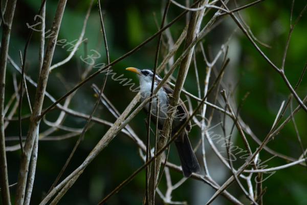 Sunda Treepie