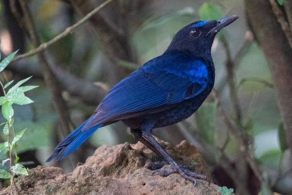 Sunda Whistling-Thrush
