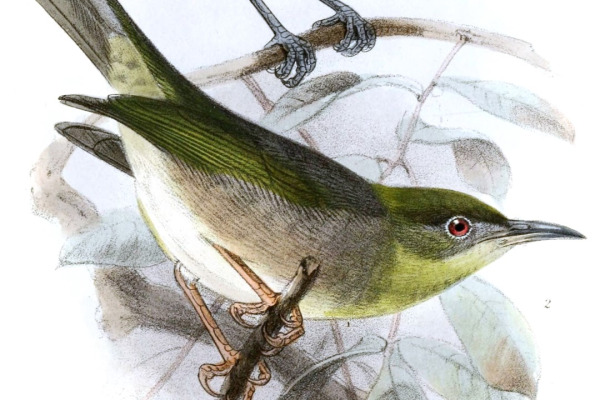 Sunda White-eye