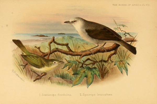 Sunda White-eye