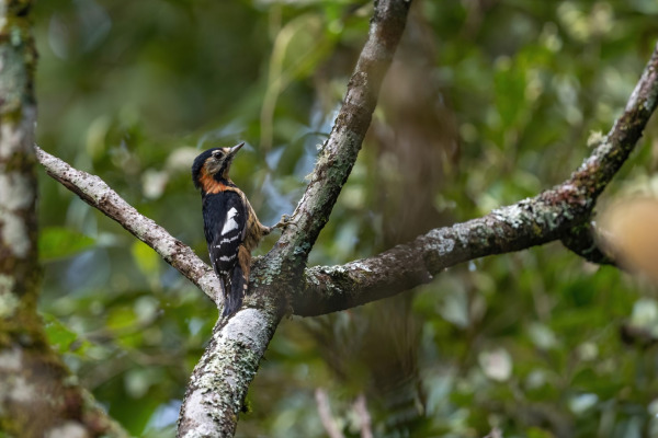 Sunda Woodpecker