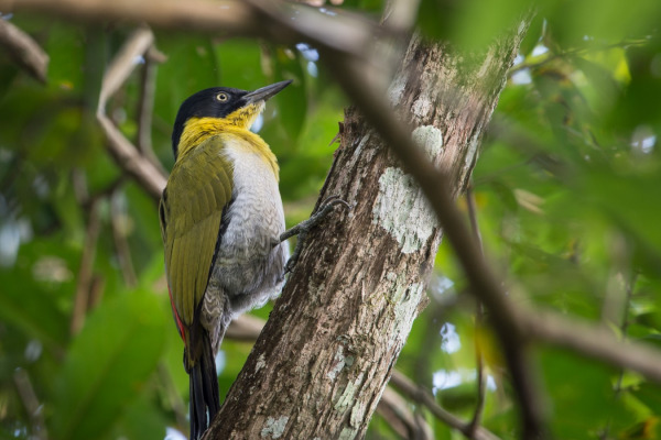 Sunda Woodpecker