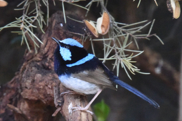 Superb Fairywren