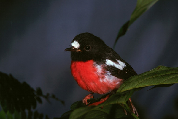 Superb Fairywren