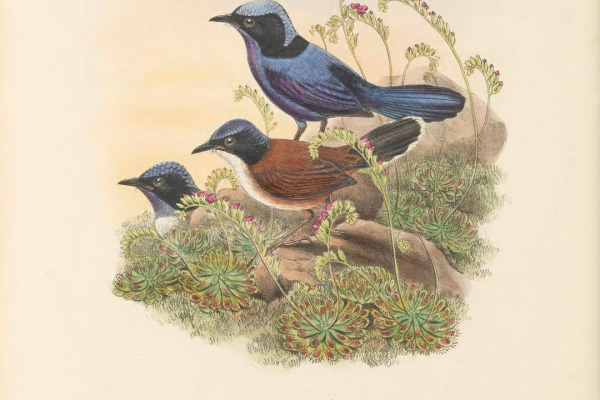 Superb Fairywren
