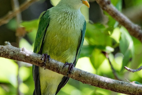 Superb Fruit Dove