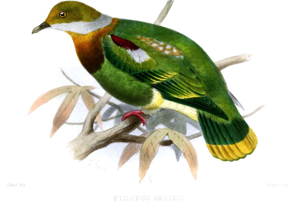 Superb Fruit Dove