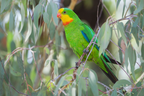 Superb Parrot