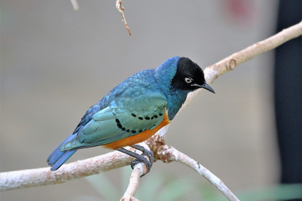 Superb Starling